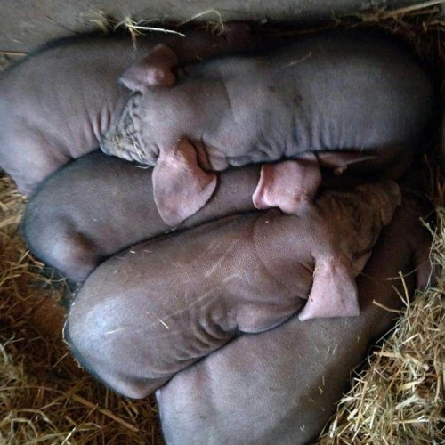 太湖母猪 高产太湖母猪