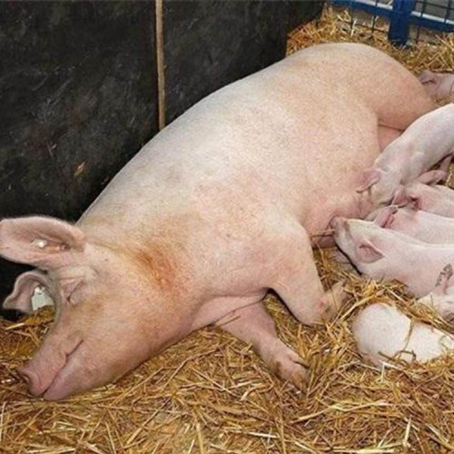 母猪 长白母猪养殖