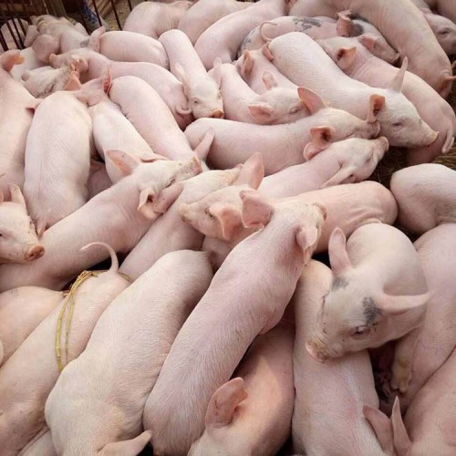 仔猪 三元仔猪基地