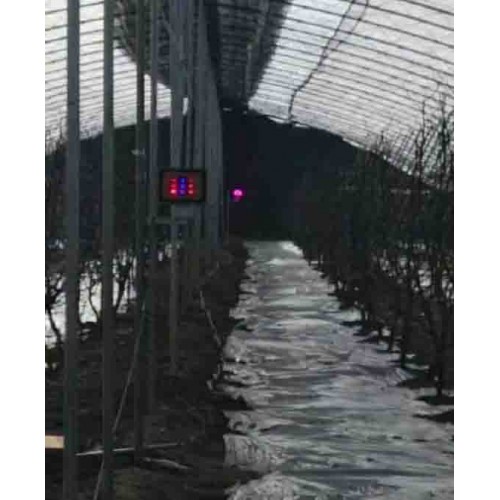 冬枣专用补光灯