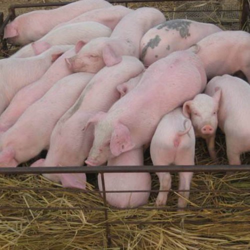 仔猪 仔猪基地