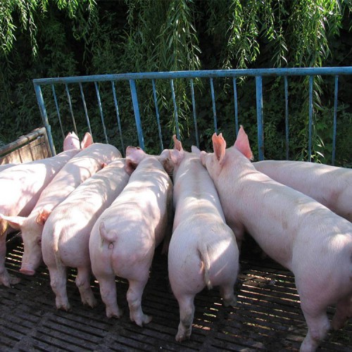 母猪 苏太母猪