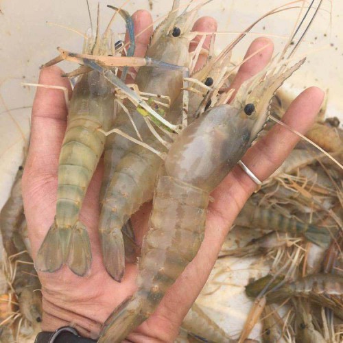 南美白对虾苗场