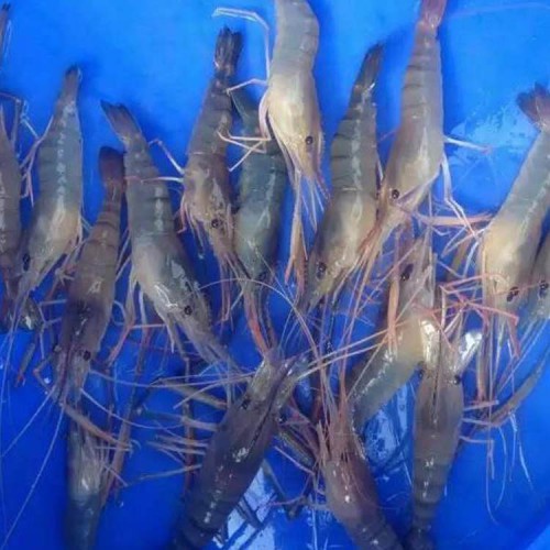 罗氏沼虾苗基地