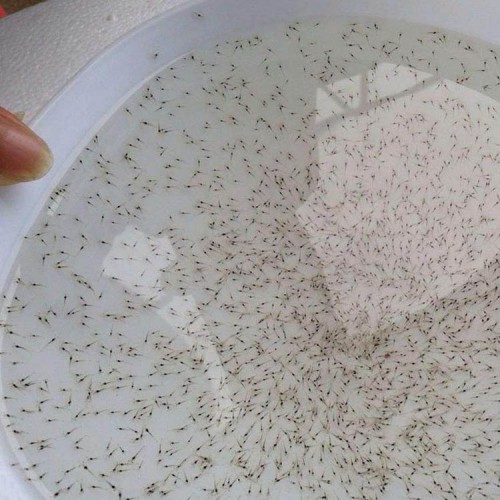 南美白对虾苗养殖场