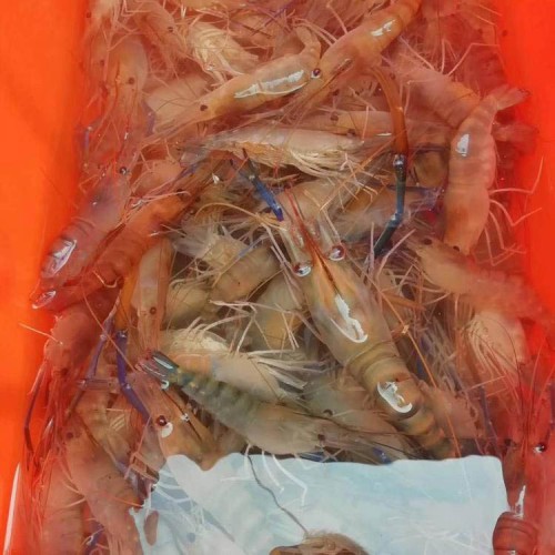 罗氏沼虾苗养殖