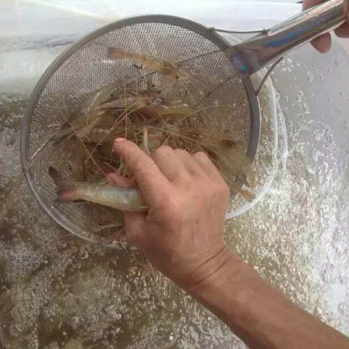 对虾苗 罗氏沼虾苗