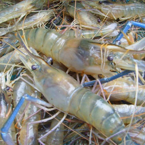 对虾苗 南美白对虾苗
