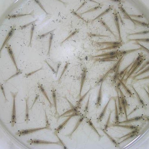 南美白对虾苗养殖场