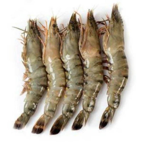 罗氏沼虾苗基地