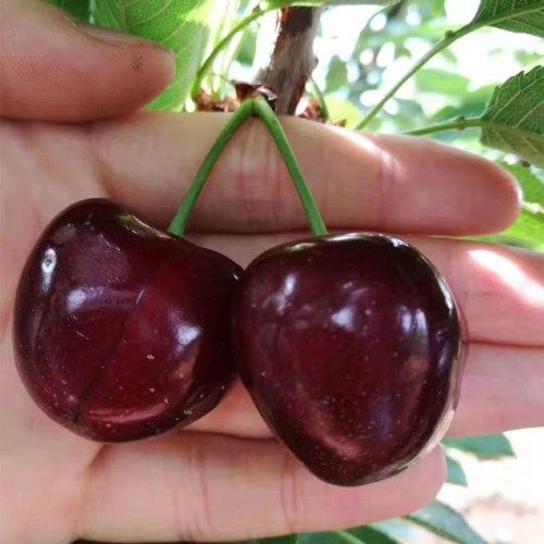 3公分矮化美早樱桃树