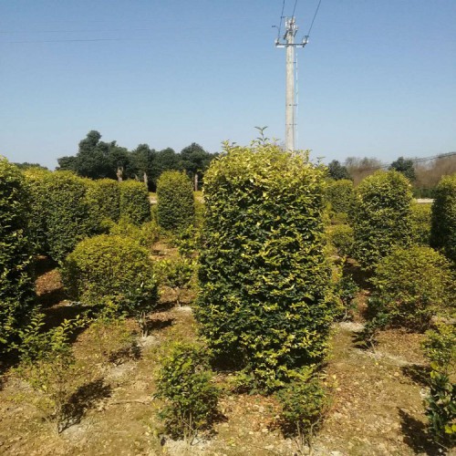 大量供应金冠女贞柱价格 胜予苗木 金冠女贞价格