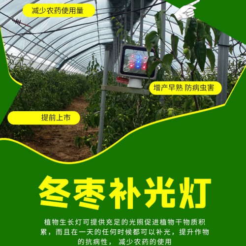 冬枣专用补光灯
