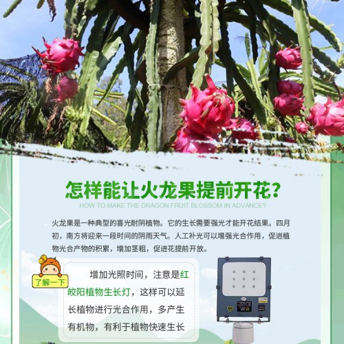 火龙果补光灯