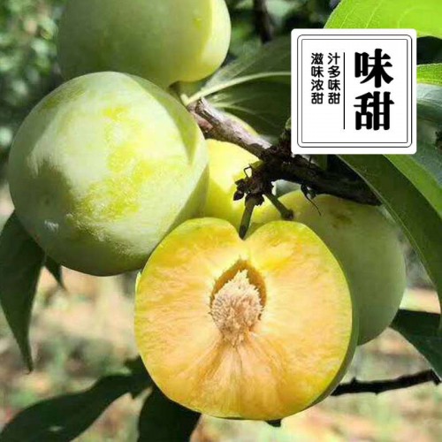 青脆李苗 青脆李子苗厂家