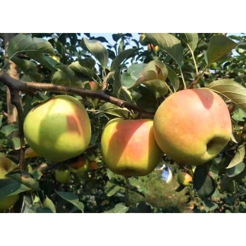 水蜜桃苹果苗价格 矮化苹果苗报价