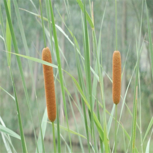 香蒲苗 香蒲种植基地