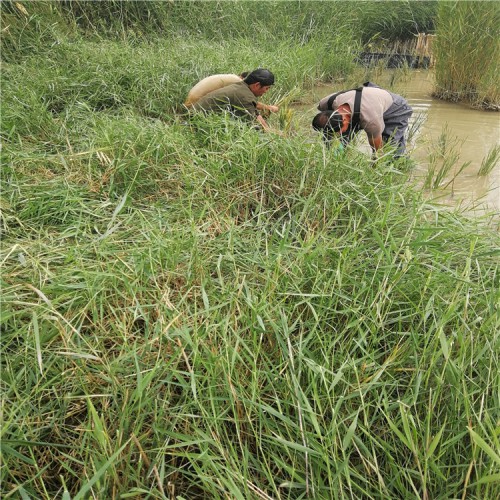 芦苇苗 河道治理专用芦苇苗