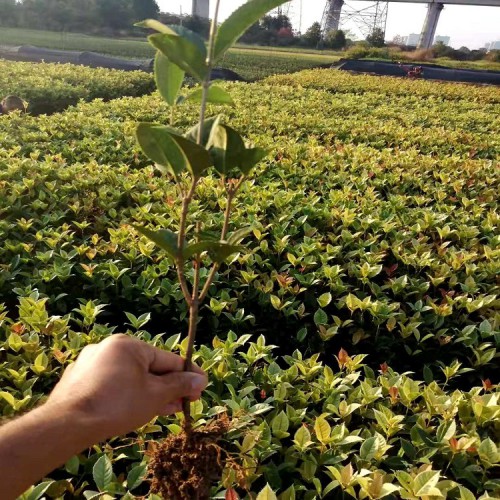 四季彩叶桂价格 胜予苗木 大量供应彩叶桂小苗