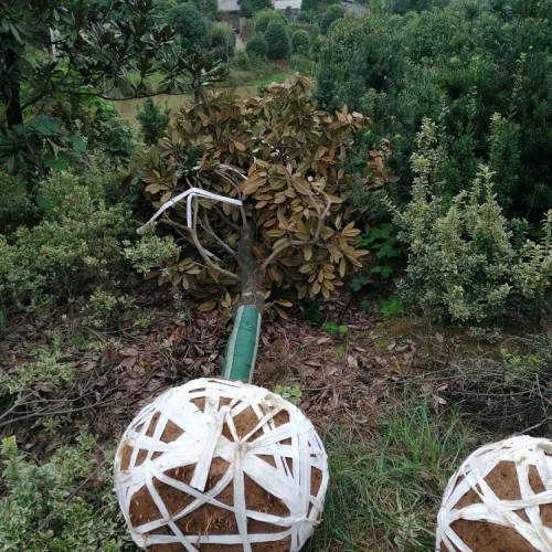 广玉兰价格  胜予苗木 10-12-15公分广玉兰树