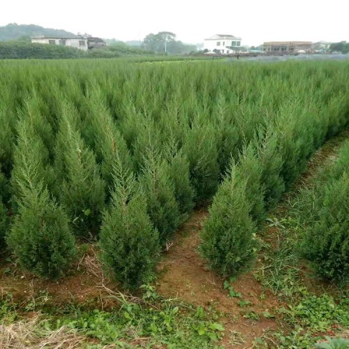 松柏树价格 100-120-150-400公分高松柏树