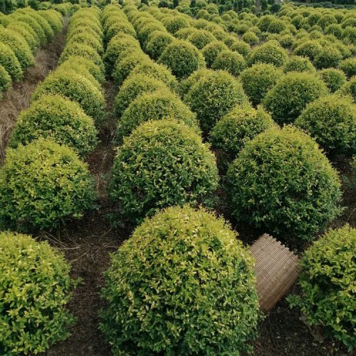 金冠女贞球价格  胜予苗木 金冠女贞价格