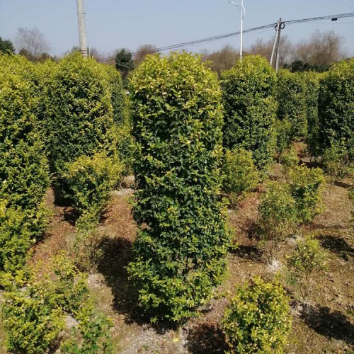 金冠女贞柱价格 胜予苗木 120-180公分高金冠女贞柱