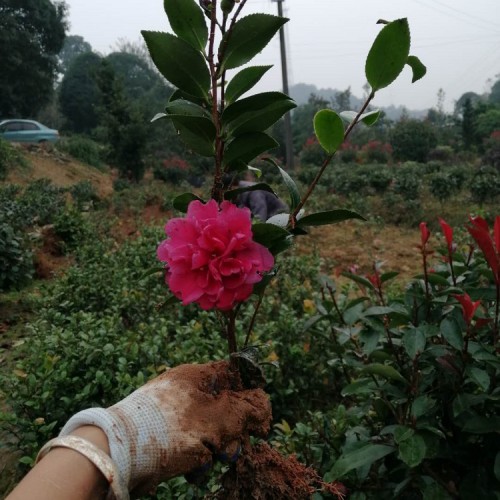 茶梅价格  胜予苗木 茶梅小苗 茶梅小苗价格