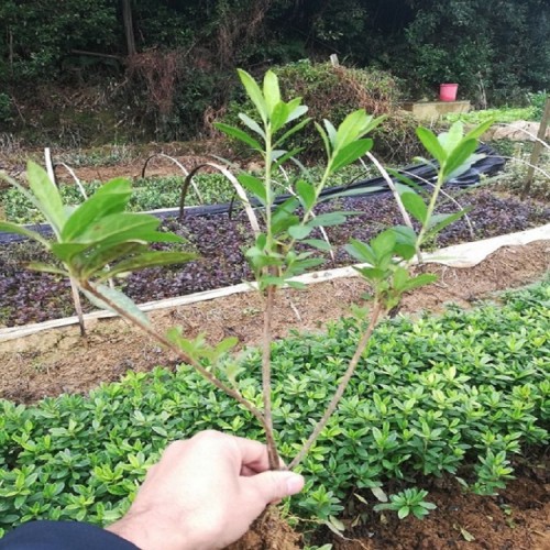 春鹃小苗 春鹃价格 胜予苗木 毛鹃小苗价格