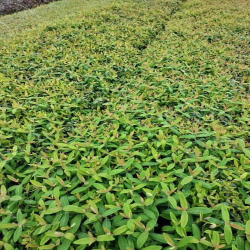 金丝桃小苗价格 胜予苗木 金丝桃价格