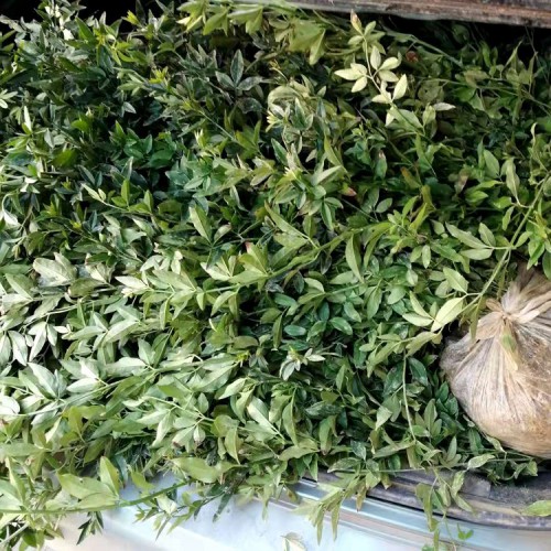 迎春价格 迎春小苗价格 胜予苗木 迎春花小苗 黄素馨价格