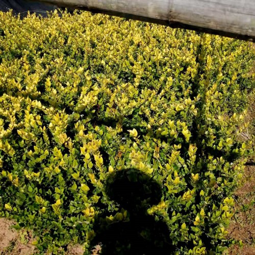 金森女贞小苗 胜予苗木 金森女贞小苗价格   金森女贞价格