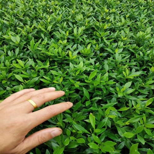 小叶栀子小苗价格 胜予苗木 小叶栀子花小苗 小叶栀子价格