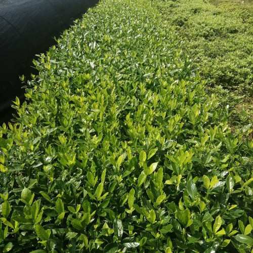 大叶栀子小苗价格 胜予苗木 大叶栀子价格 大叶栀子花