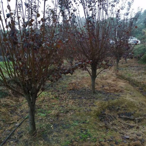 红叶李价格 胜予苗木 基地直销5-10公分红叶李