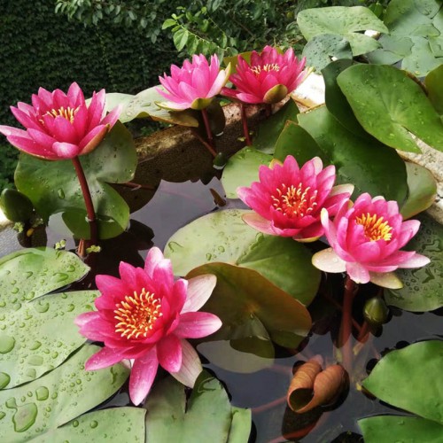 睡莲苗 睡莲种植