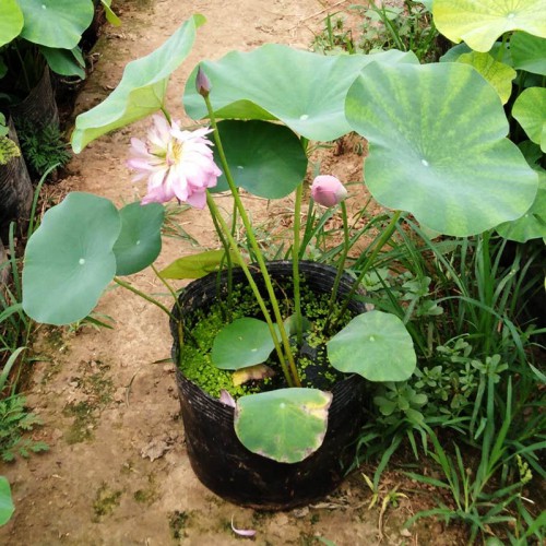 盆栽荷花种植 观赏盆栽荷花