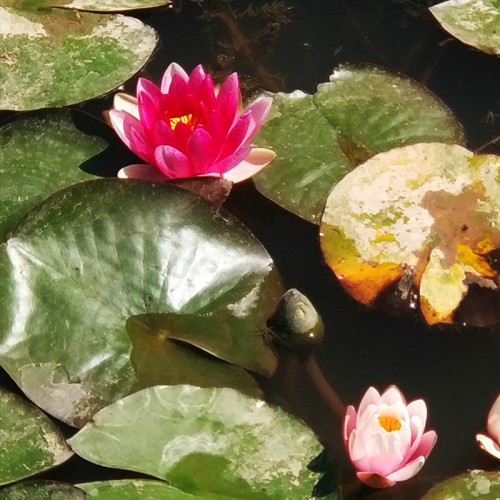 水体绿化睡莲苗 睡莲苗批发