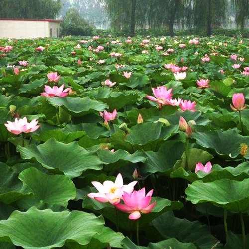 供应荷花苗 荷花苗种植