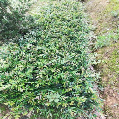 中华蚊母小苗价格 蚊母小苗价格 小叶蚊母小苗价格