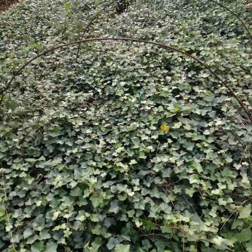 常春藤小苗价格 大量供应常春藤