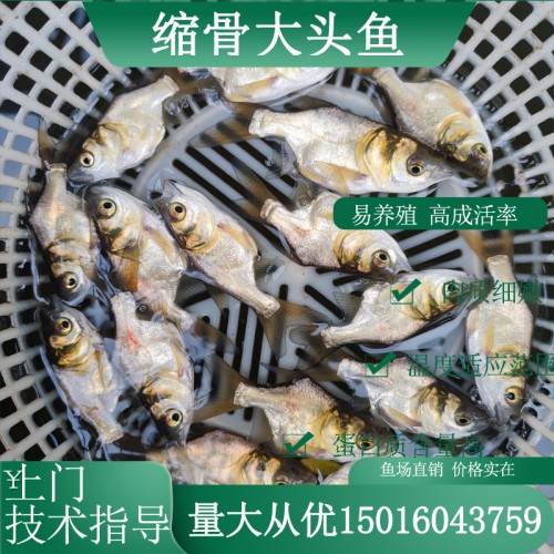 缩骨大头鱼苗 缩骨鳙鱼苗 缩骨花鲢鱼苗批发供应