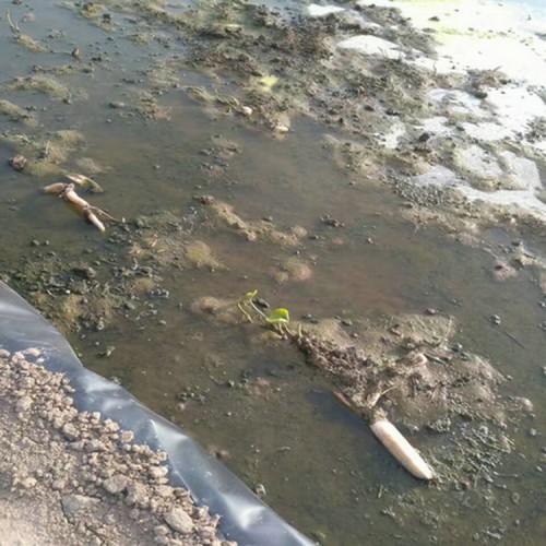 沼气池防渗专用2.0mm土工膜价格产品批发价