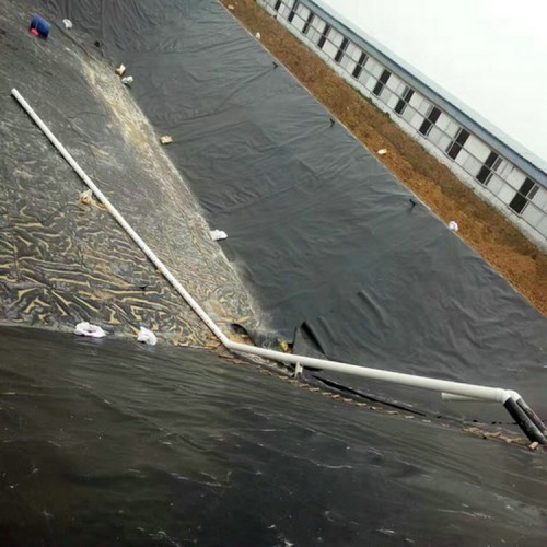 浅水藕池的建造方法