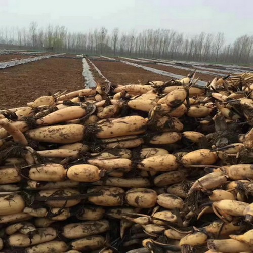 垃圾堆覆盖膜 土工膜 土工膜防渗膜厂家