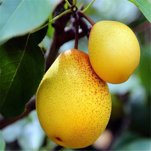 梨树苗  品种正宗梨树苗