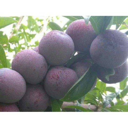 风味皇后李子树苗 3年三华李子苗