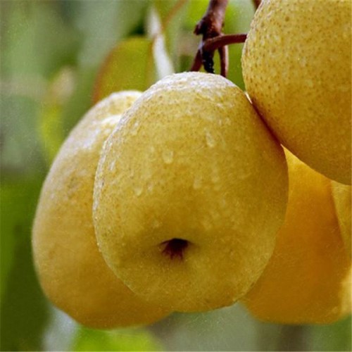 梨树苗 成活率高梨树苗 品种正宗梨树苗