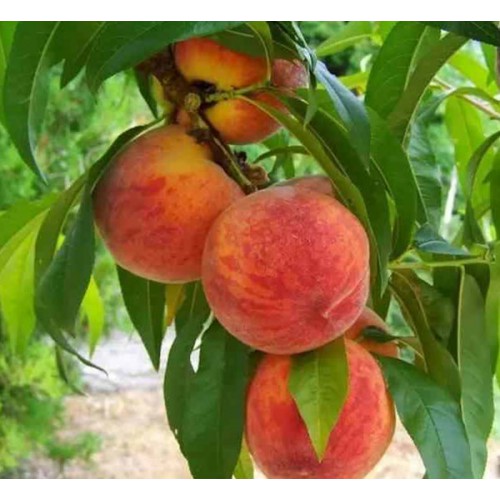 桃树苗 嫁接桃树苗   水蜜桃树苗   黄金蜜桃