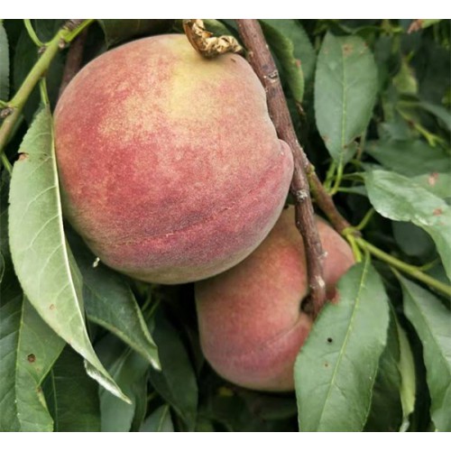 桃树苗 黑桃皇后桃树苗 金秋红蜜桃树苗